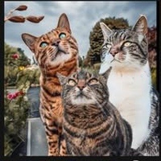 dieseeinekatze_mit_nadine