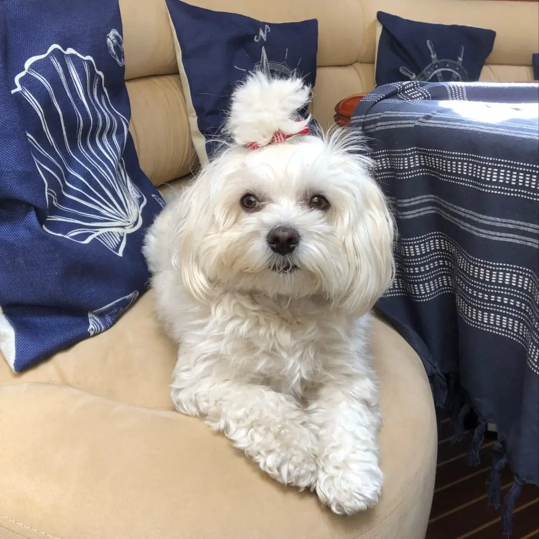 Mia_Bolonkaprinzessin