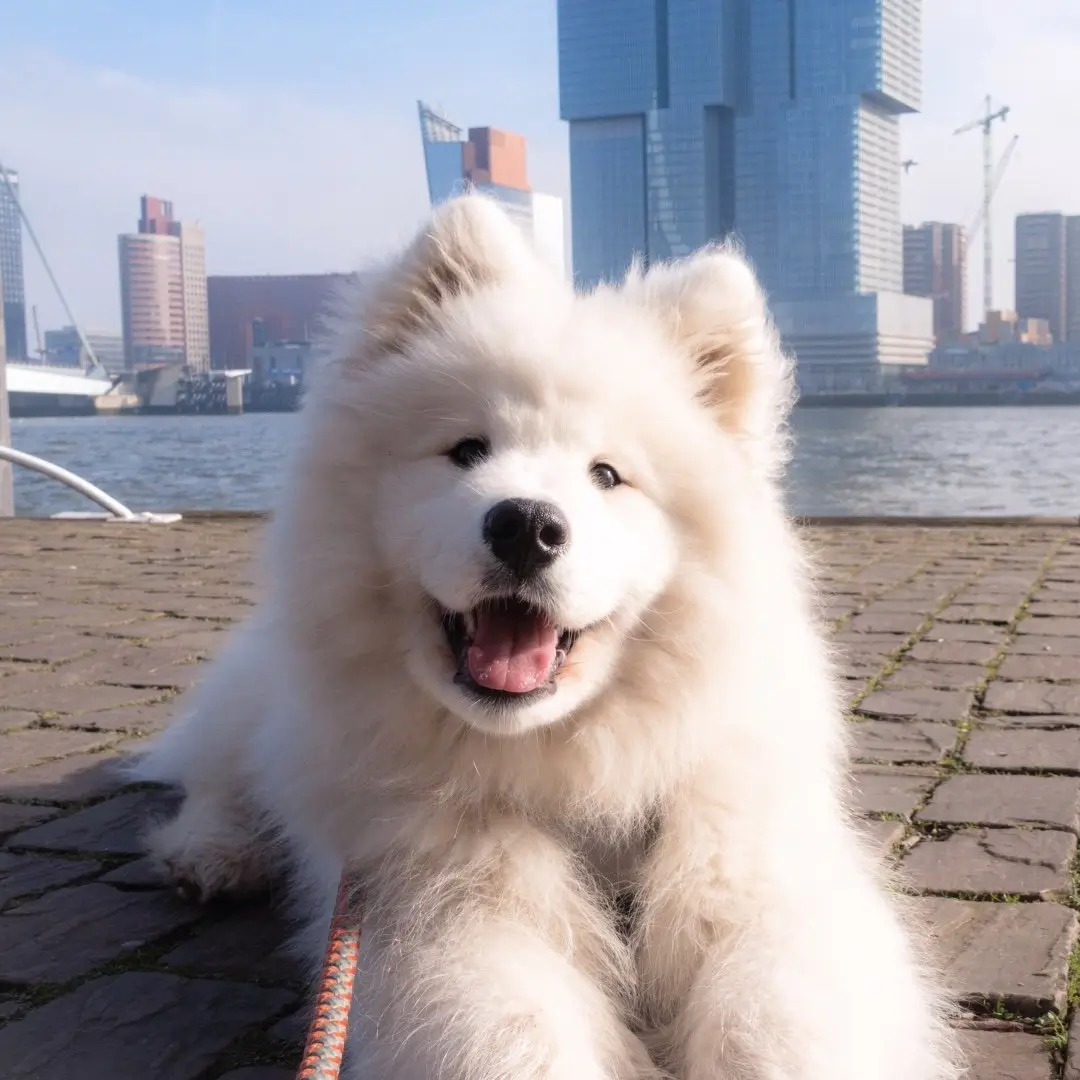 wanderlust_samoyed