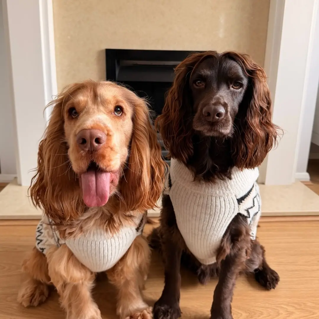 rocco.reg.thecockers