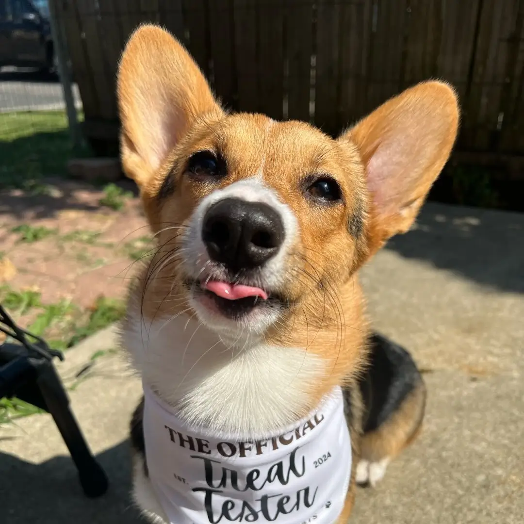 laszlo.the.corgi_