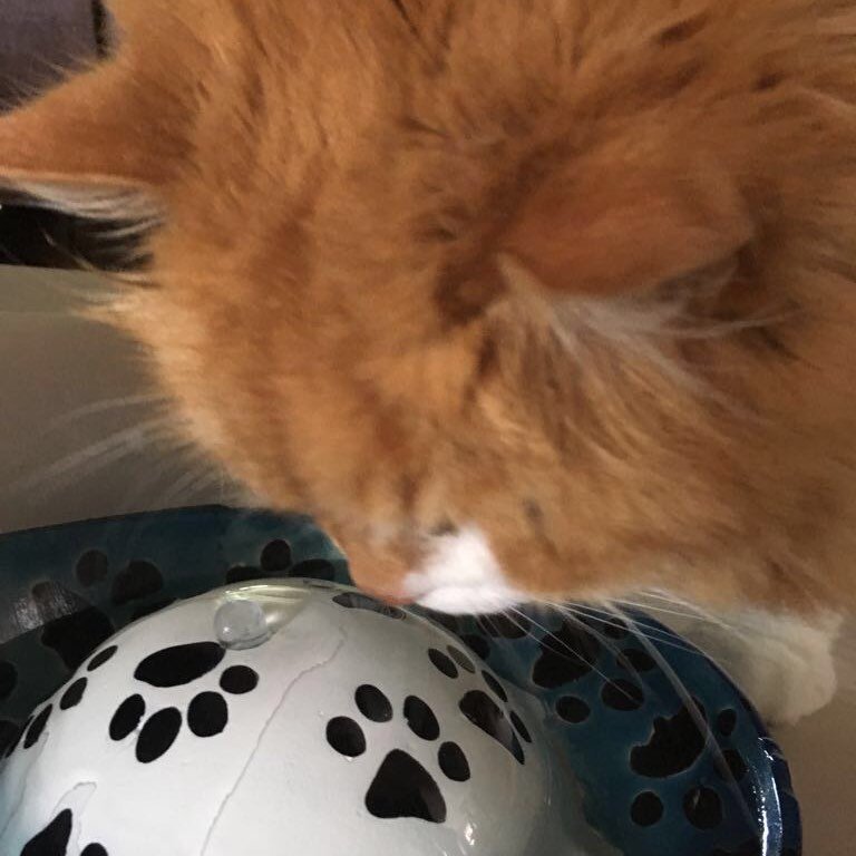katzenquelle_von_beate