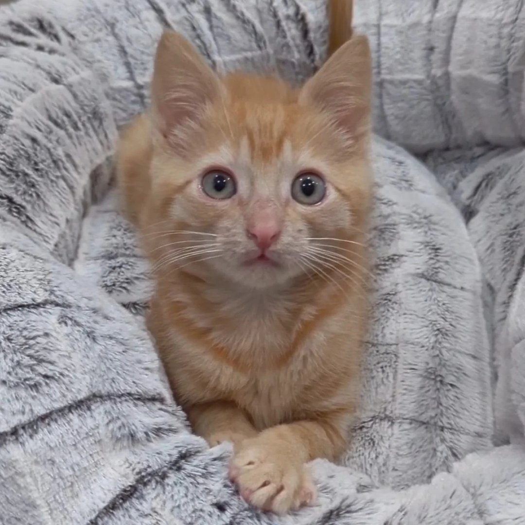 itscookie.cat_