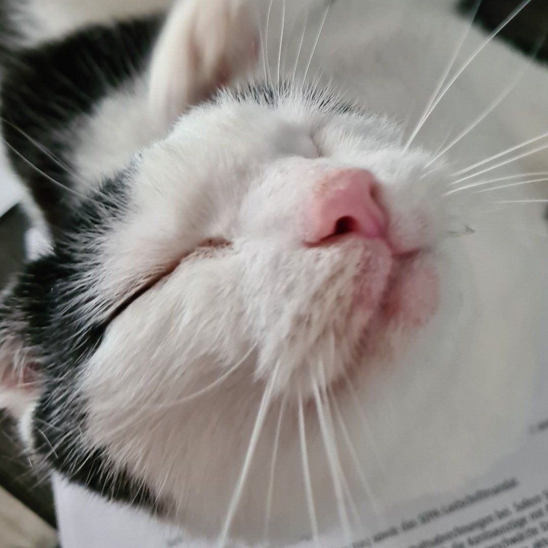 catzarelove_